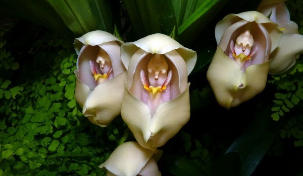Редкая «орхидея-люлька» расцвела в тропиках «Аптекарского огорода»