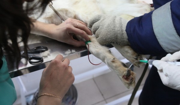 В Москве спасли енотовидную собаку, которая получила травму в ДТП