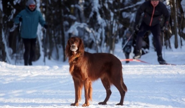 Покататься на лыжах в парке и смастерить открытку: Чем занять себя москвичам 17-18 декабря?