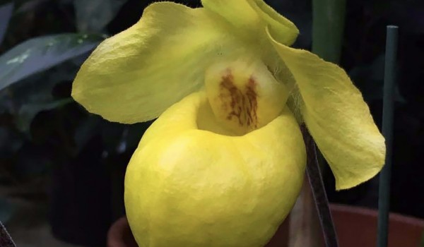 Москвичей пригласили на выставку «Орхидеи, бромелиевые, суккуленты и кактусы»