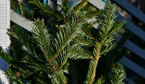 Около 600 пунктов сдачи новогодних елок будет работать в Москве
