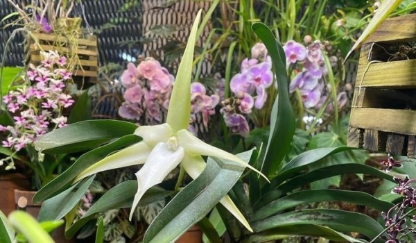 Редкая Рождественская орхидея распустила цветы в «Аптекарском огороде»