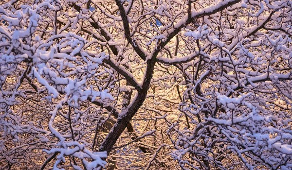 Роман Вильфанд рассказал, ждать ли москвичам «снежную сказку» в новогоднюю ночь