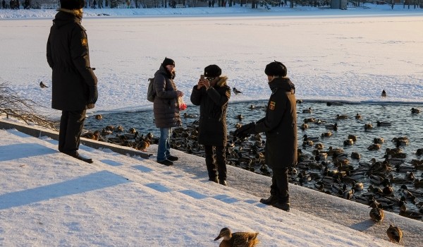 Москвичей пригласили принять участие в зимнем учете водоплавающих птиц