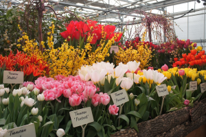 11 февраля - 8 марта — выставка тюльпанов в «Аптекарском огороде»