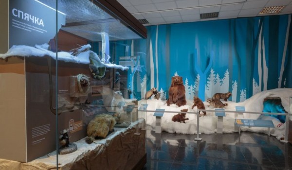 Погладить шкуру медведя и пройти квест: Москвичей пригласили на выставку «Зима» в Дарвиновском музее