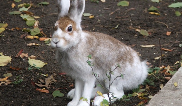 Заяц-беляк и зеленый дятел: Более 100 краснокнижных видов животных учли в лесах и парках Москвы