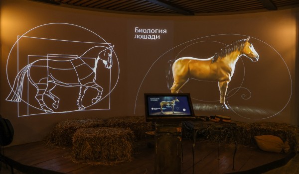 Более 800 человек посетили «Музей лошади» и Конный театр на ВДНХ за три недели работы