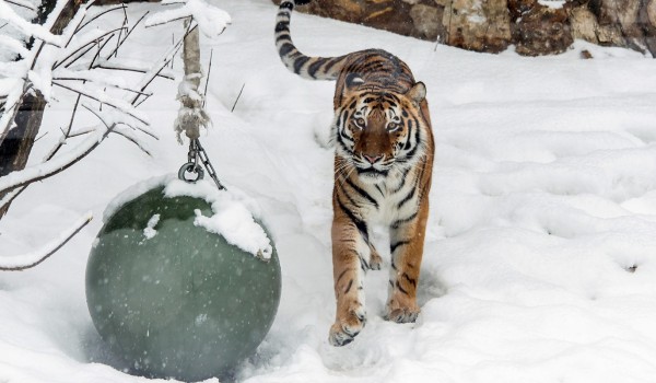 В 2022 году в центр реабилитации диких животных поступили лев, тигр, пума и другие необычные гости
