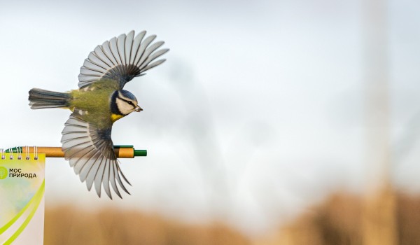 В Москве появится проект по определению видов птиц по голосам