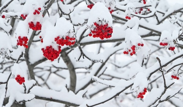 Небольшой снег и до 2 градусов мороза ожидаются в Москве 27 января