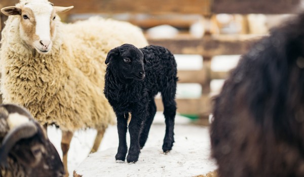 Черная овечка родилась на «Городской ферме» ВДНХ