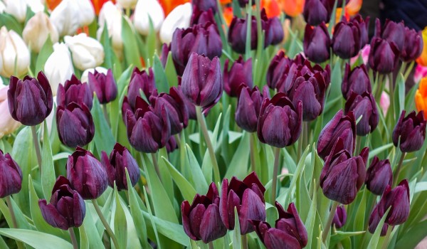 «Парфюмерный эффект»: В «Аптекарском огороде» рассказали об «изюминке» выставки тюльпанов в 2023 году