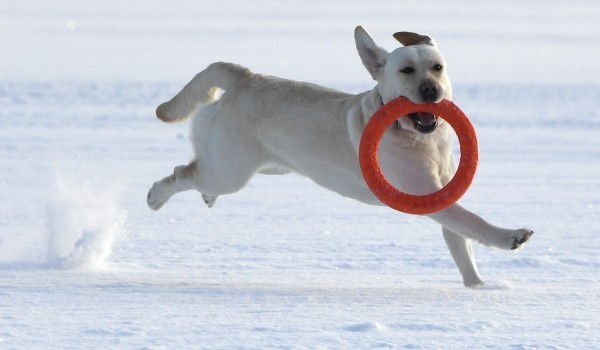 Прием предложений по развитию инфраструктуры для питомцев в Москве стартовал на платформе «Город идей»