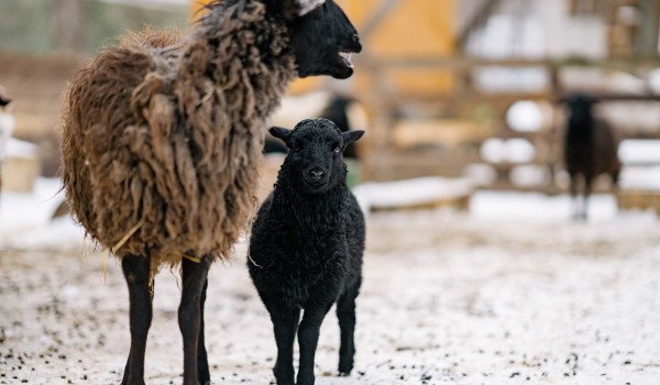 В проекте «Активный гражданин» выберут имя родившейся овечке на «Городской ферме» ВДНХ