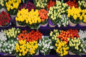 Около 50 тонн цветов перевезено через аэропорт Домодедово с 28 февраля по 8 марта