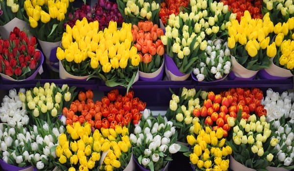 Около 50 тонн цветов перевезено через аэропорт Домодедово с 28 февраля по 8 марта