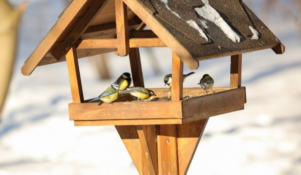 Москвичей призвали продолжать подкормку птиц на природных территориях