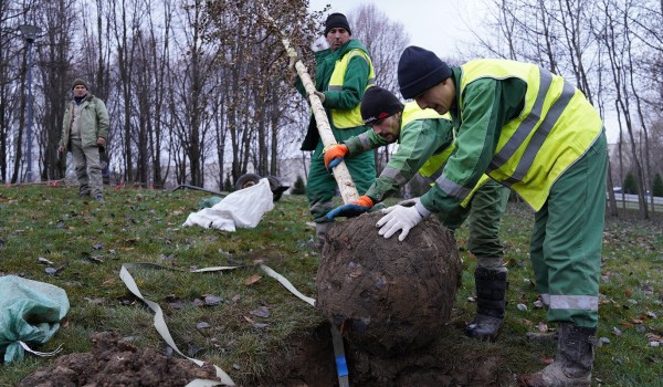 Бочкарёв: Более 500 таежных деревьев-крупномеров высадят на Кутузовском проезде