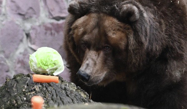 В столичном зоопарке проснулись медведи