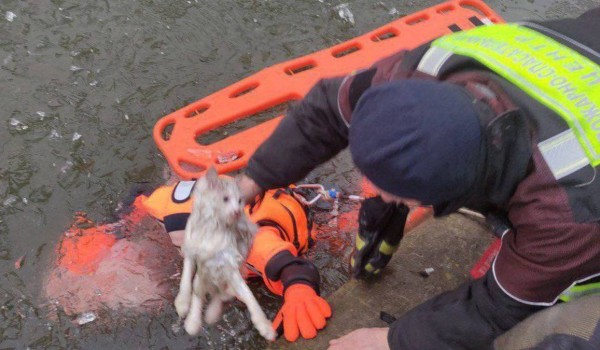 Столичные спасатели помогли коту, застрявшему на льдине на Марьинских прудах