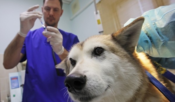Акция по комплексной вакцинации собак в городских ветклиниках Москвы продлится до 10 мая