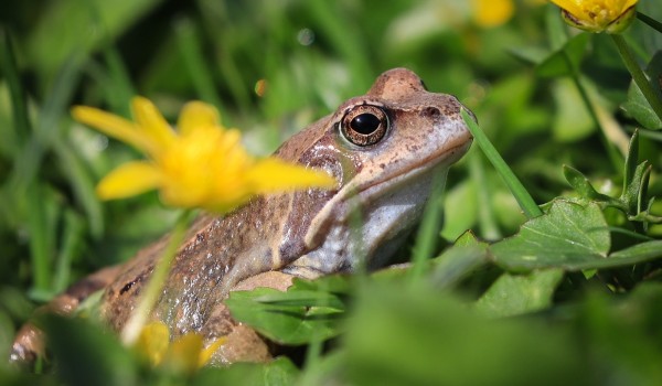 Первые головастики травяных лягушек появились в столице