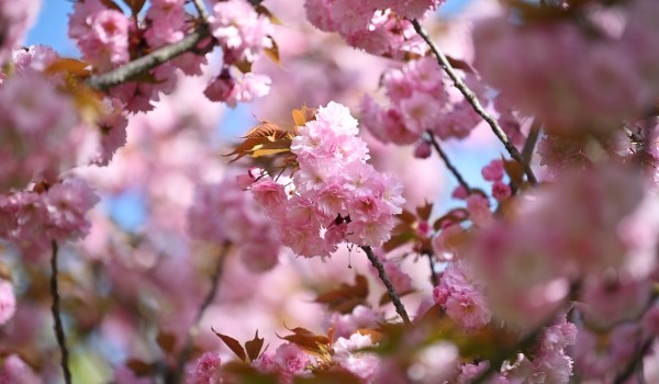 В Бирюлевском дендропарке пройдет праздник цветения сакуры