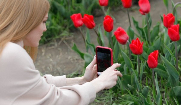 Собянин: Около 15 млн тюльпанов распустятся в Москве к майским праздникам