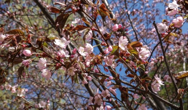 Праздник цветения сакуры «Любование цветами» пройдет в парке «Царицыно»