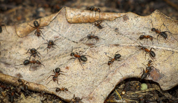 Московские краснокнижные муравьи начали готовиться к появлению потомства