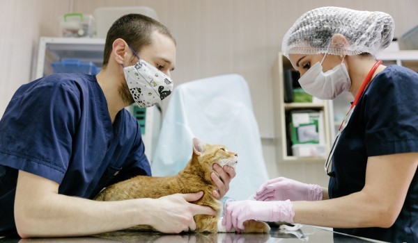 Московский производитель втрое увеличил поставки изделий для чипирования животных