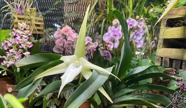 Редкие орхидеи расцвели в «Аптекарском огороде»