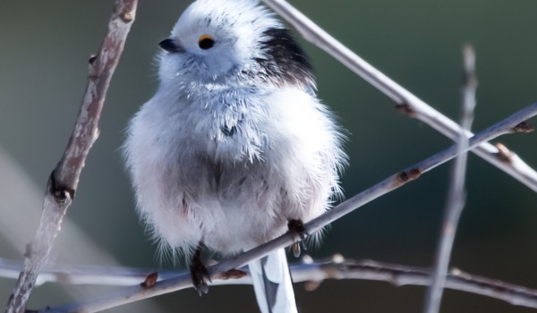 Около 60 видов птиц сфотографировали орнитологи в рамках Кубка Столицы «Весна-2023»