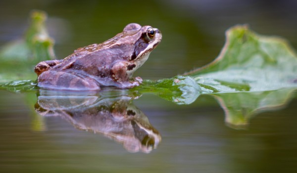 Мосприрода предложила послушать пение лягушек у водоемов
