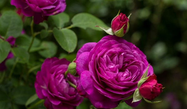 Горожан пригласили на выставку роз в «Аптекарском огороде»