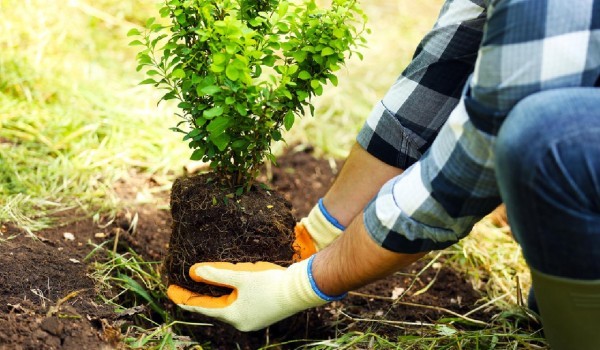 Акция «Наш лес. Посади свое дерево» пройдет в Подмосковье 16–30 сентября предпросмотр