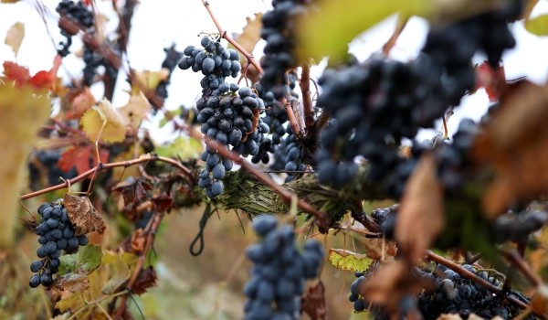 16 сентября ― праздник винограда в «Аптекарском огороде»