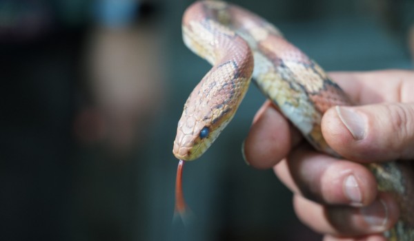Почти 20 экзотических змей из Центра реабилитации диких животных переехали в Ленинградский зоопарк