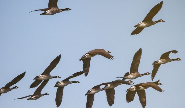Свыше 8,5 тыс. птиц встретили в рамках Евразийского учета – 2023 в Москве