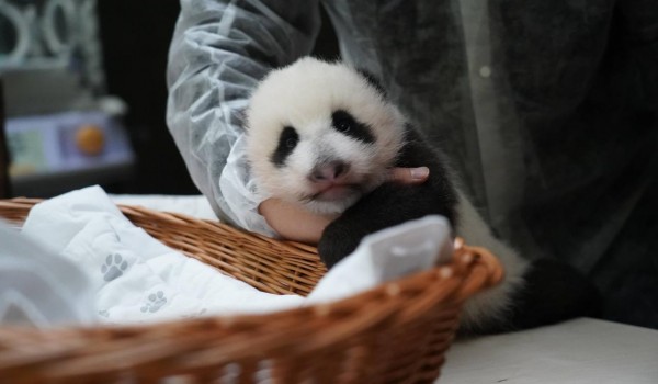 Первые зубы выросли у маленькой панды в Московском зоопарке