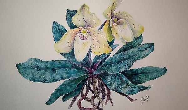 Выставка ботанической живописи «Жемчужина Индии» откроется в «Аптекарском огороде»