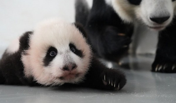 Свыше 250 тыс. человек поучаствовали в выборе имени для маленькой панды из Московского зоопарка