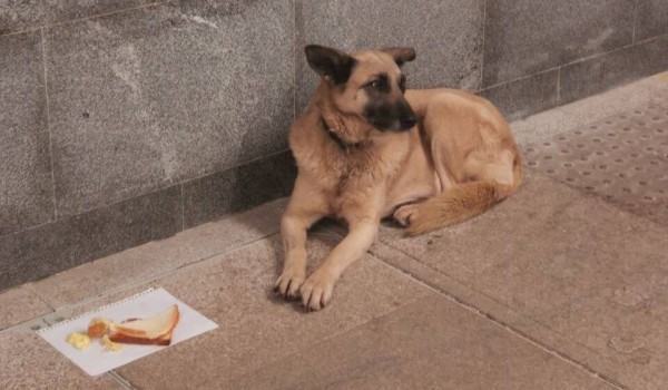 Жители Лианозова поделились историей пса, который неделю ждет хозяина у метро