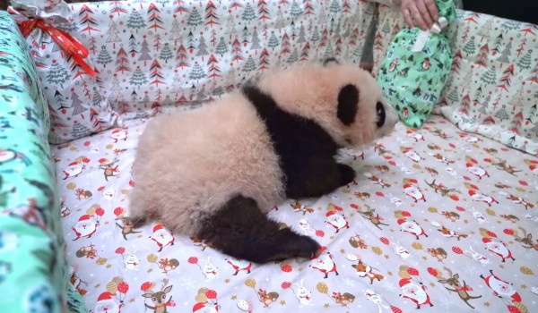 Собянин: Москвичи решили назвать малышку-панду из столичного зоопарка Катюшей