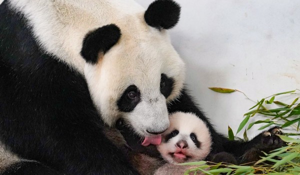 Собянин: В 2023 году в Московском зоопарке родилось 1,5 тыс. животных