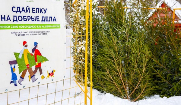 Москвичи сдали свыше 6 тыс. деревьев на переработку в рамках акции «Елочный круговорот»