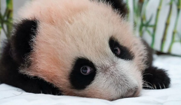 Гендиректор Московского зоопарка рассказала о русском характере панды Катюши