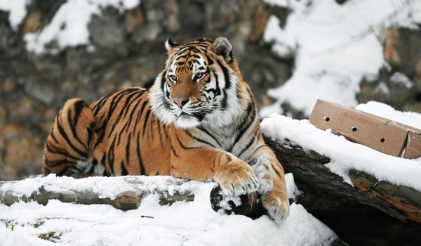 Собянин: В зоопарке Москвы живут свыше 1,2 тыс. видов животных и птиц