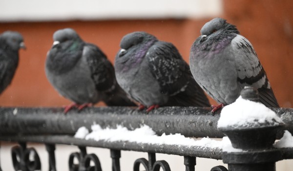 Орнитолог Мишин спрогнозировал «беби-бум» у московских птиц после морозной зимы